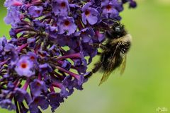 waldhummel