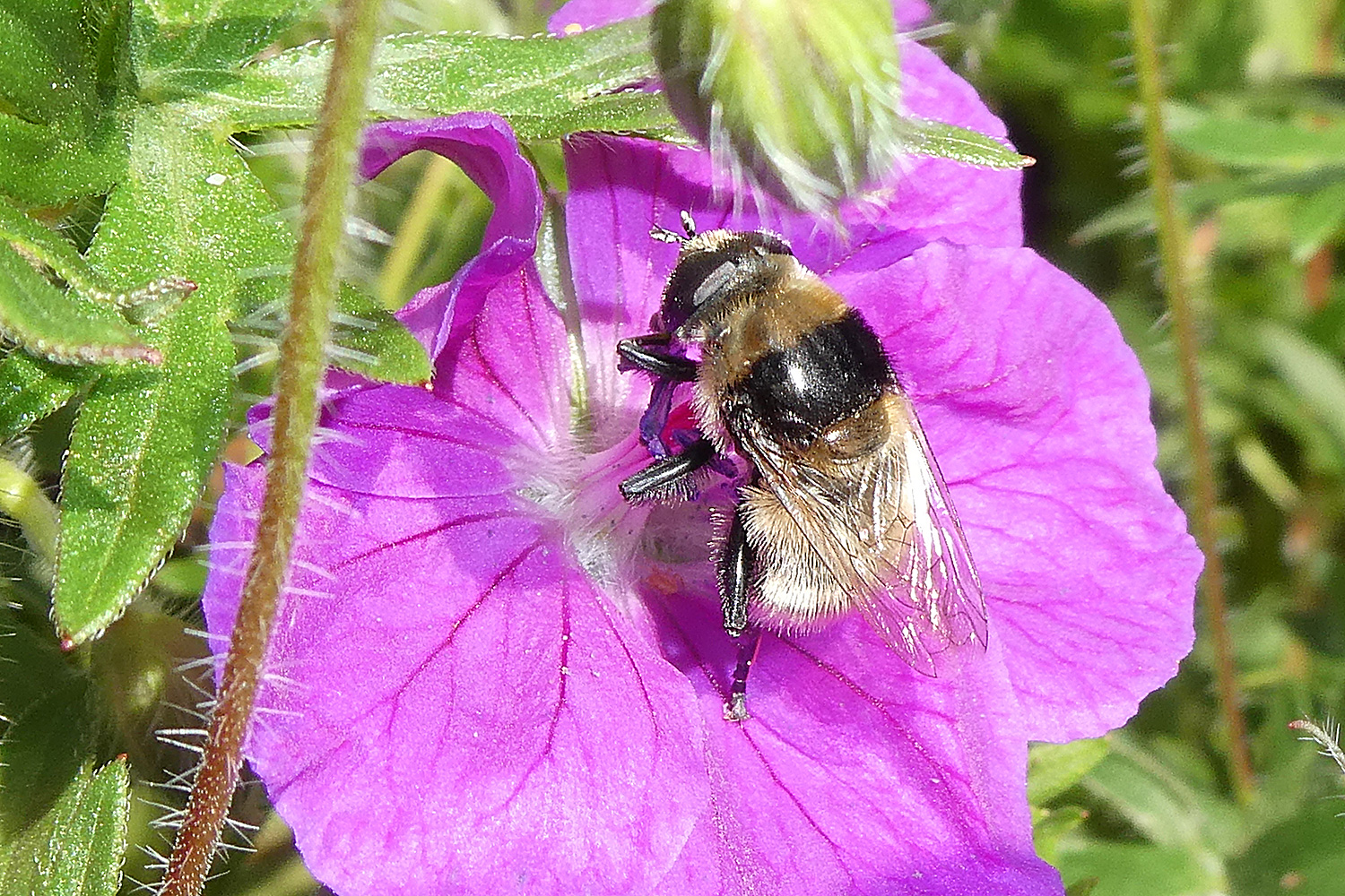 Waldhummel