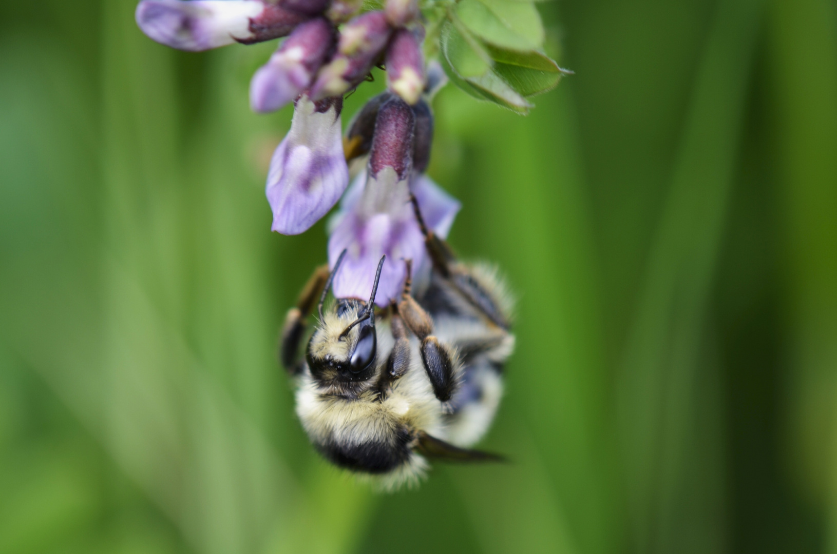 Waldhummel