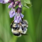 Waldhummel