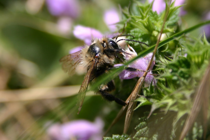 Waldhummel