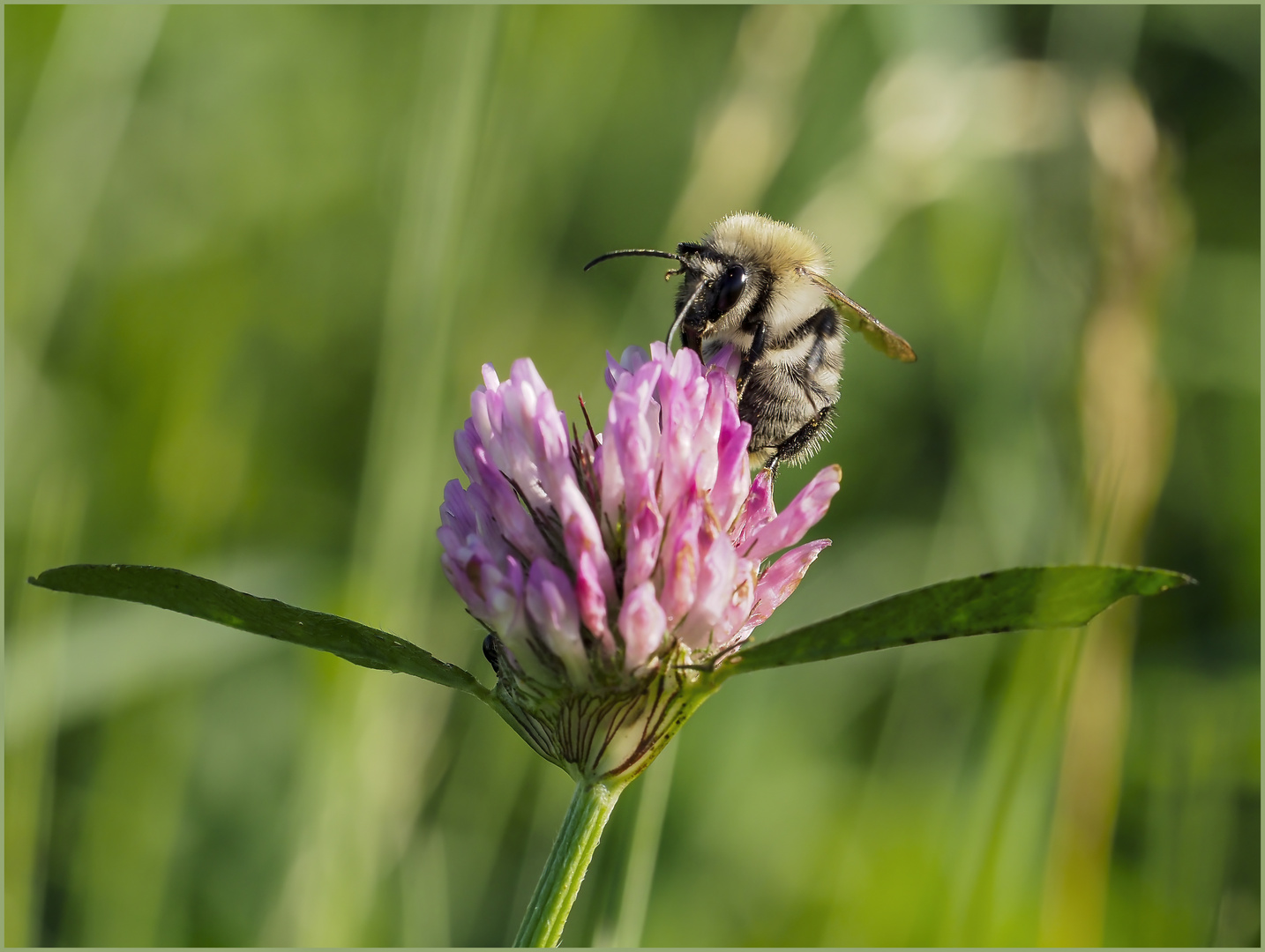 Waldhummel