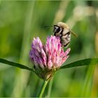 Waldhummel