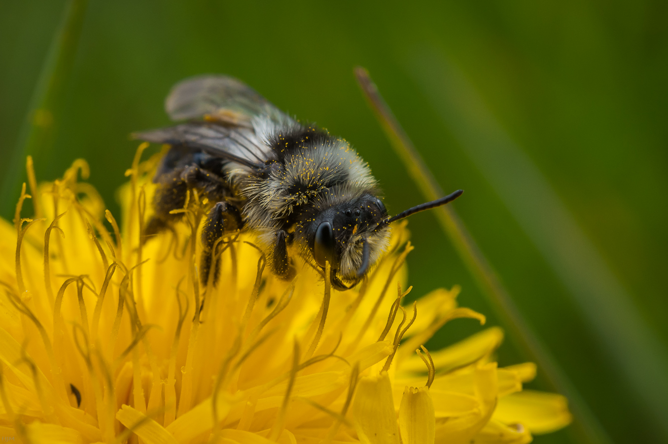 Waldhummel