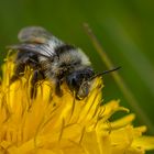 Waldhummel