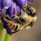 Waldhummel an Träubelchen