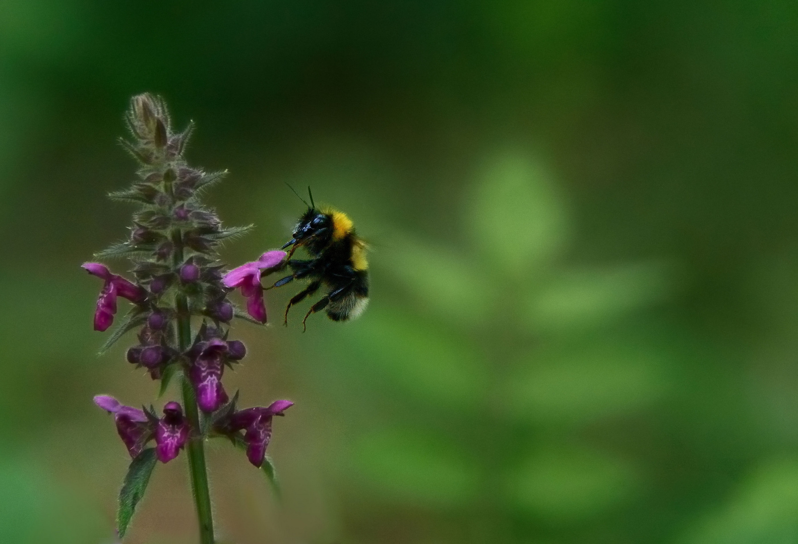 Waldhummel