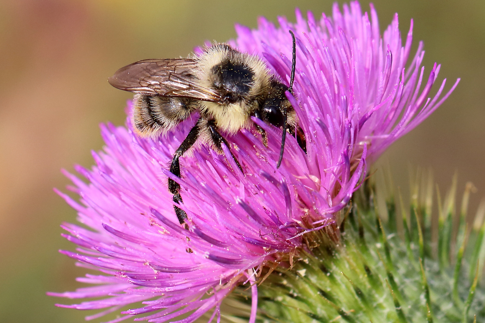 Waldhummel