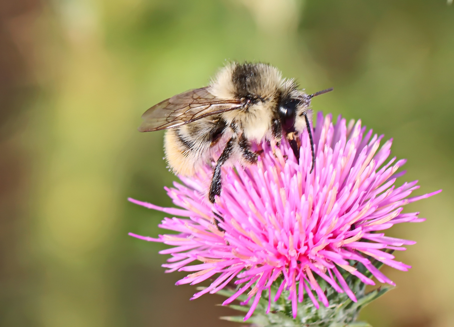 Waldhummel