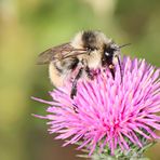 Waldhummel