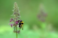 Waldhummel