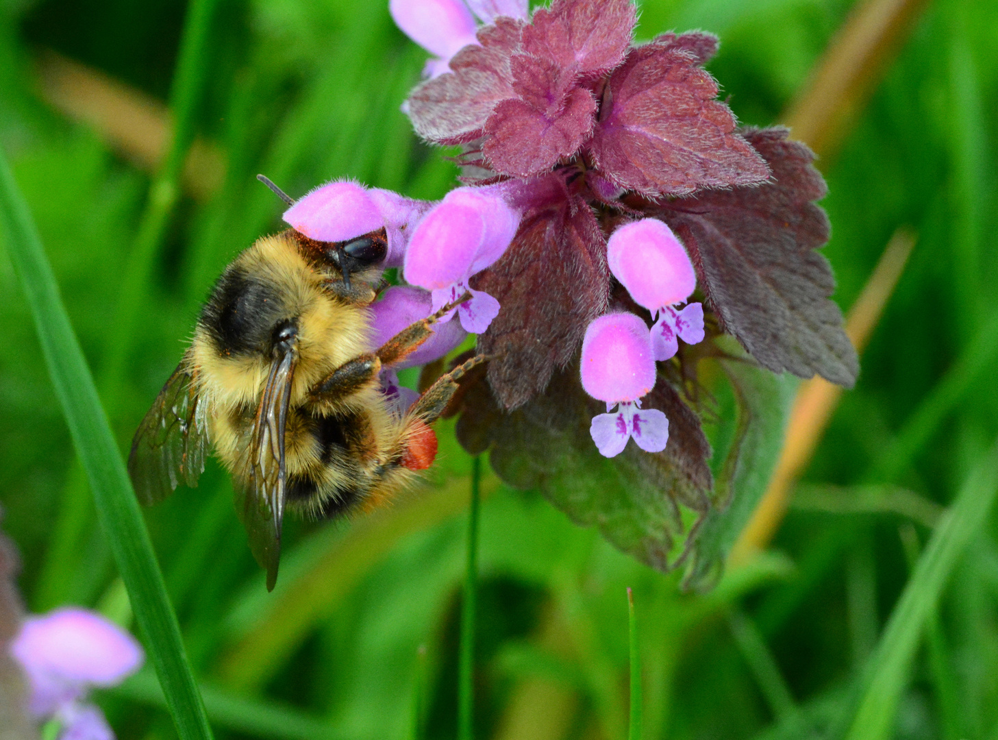 Waldhummel-Königin  1