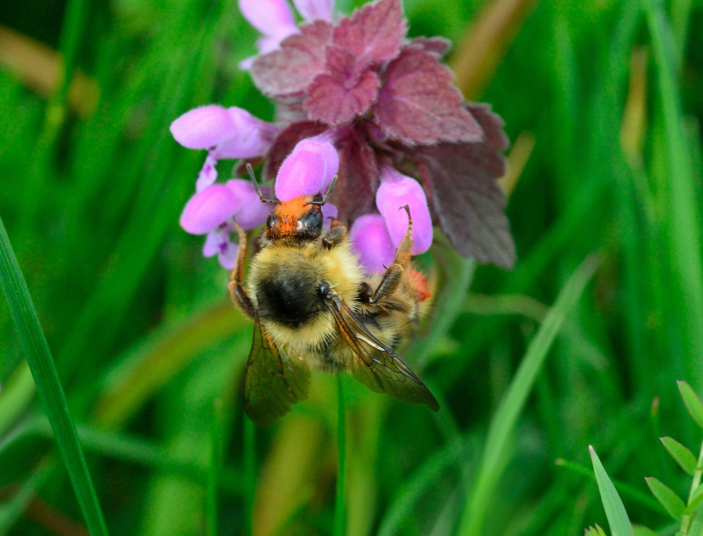 Waldhummel-Königin 2