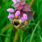 Waldhummel-Königin 2