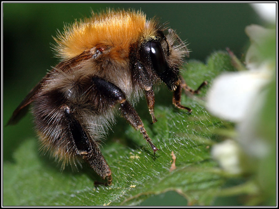 Waldhummel_Bombus silvarum