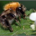 Waldhummel_Bombus silvarum