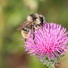  Waldhummel,Bombus sylvarum