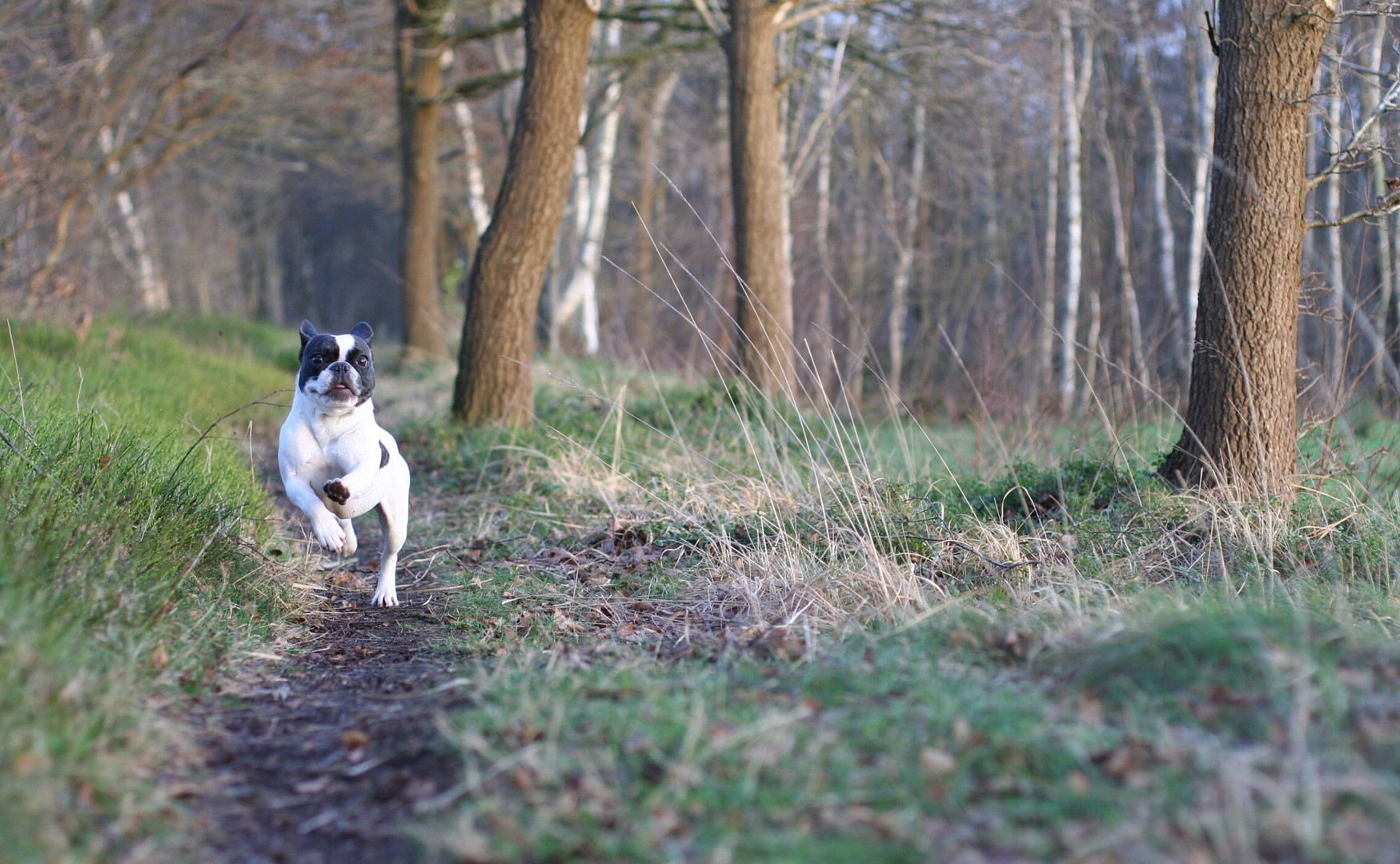 Waldhund