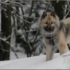 Waldhund