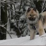 Waldhund