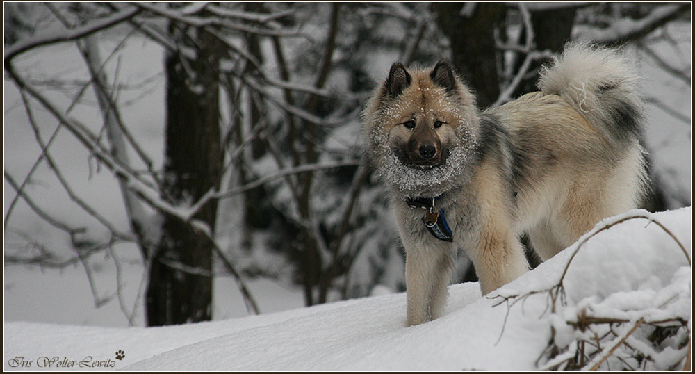 Waldhund