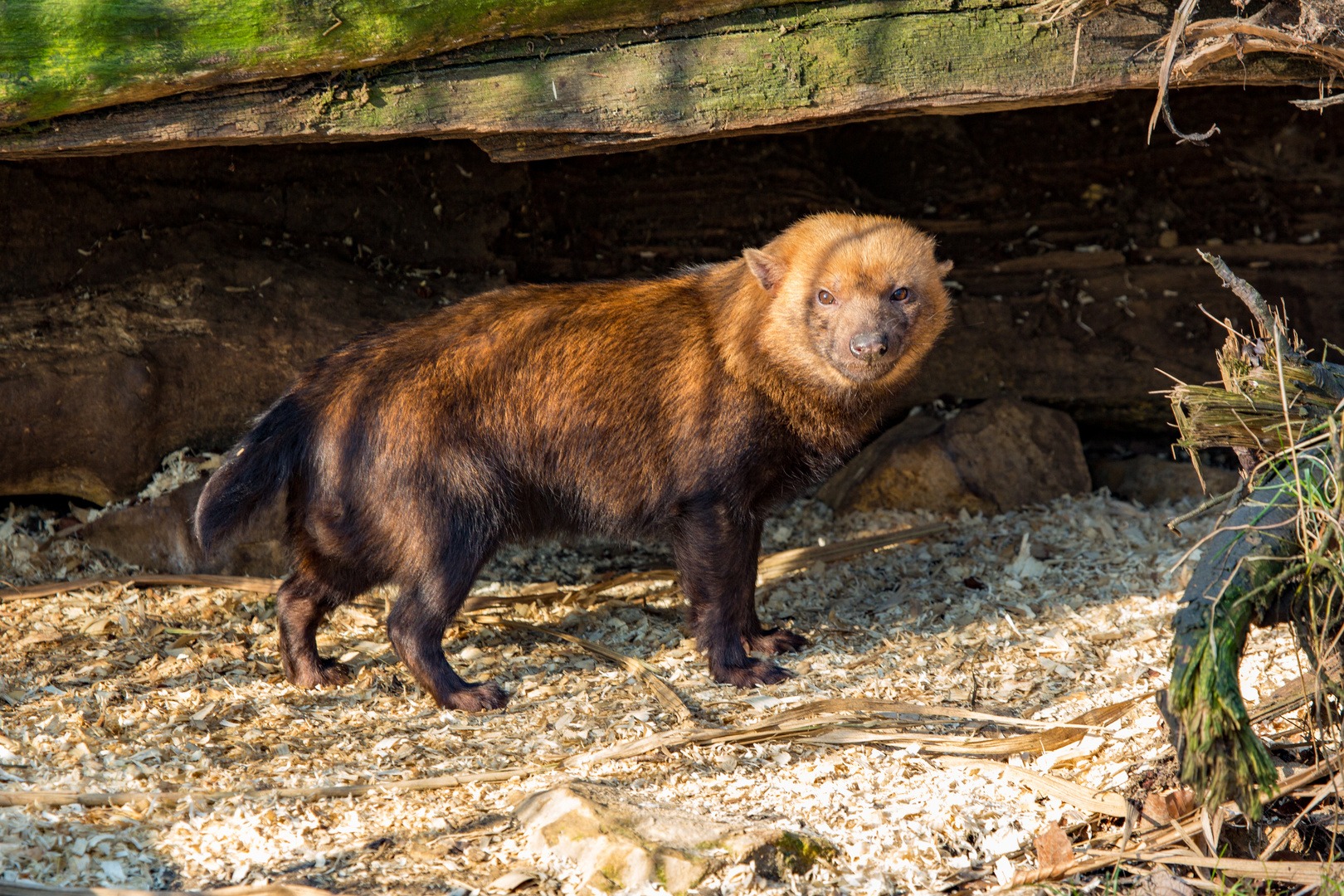 Waldhund