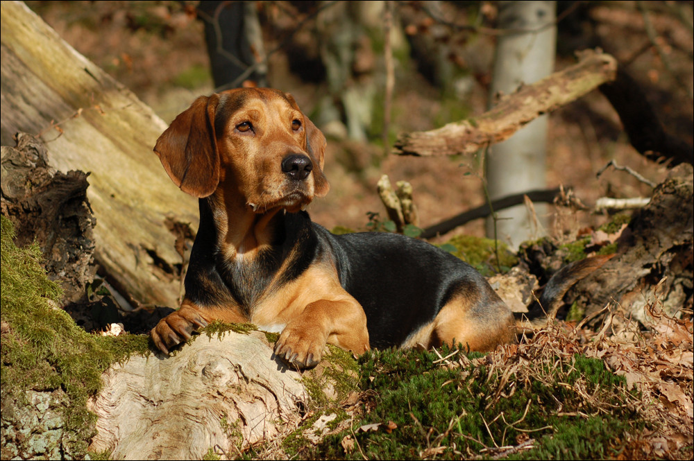 Waldhund