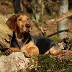 Waldhund