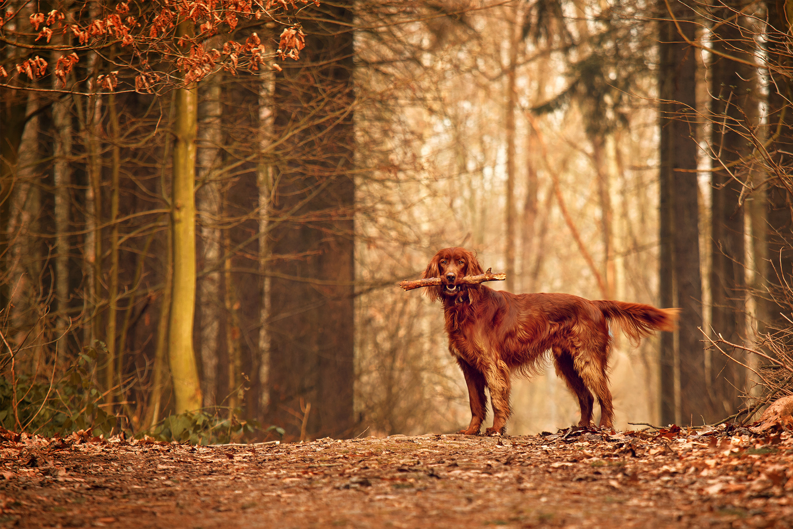 Waldhund