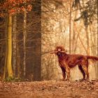 Waldhund