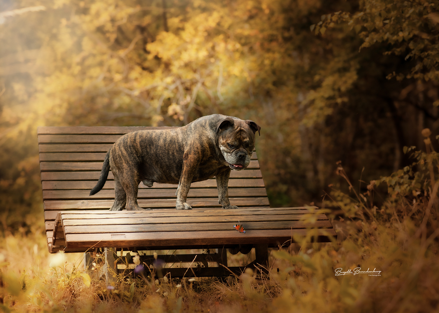 Waldhund 