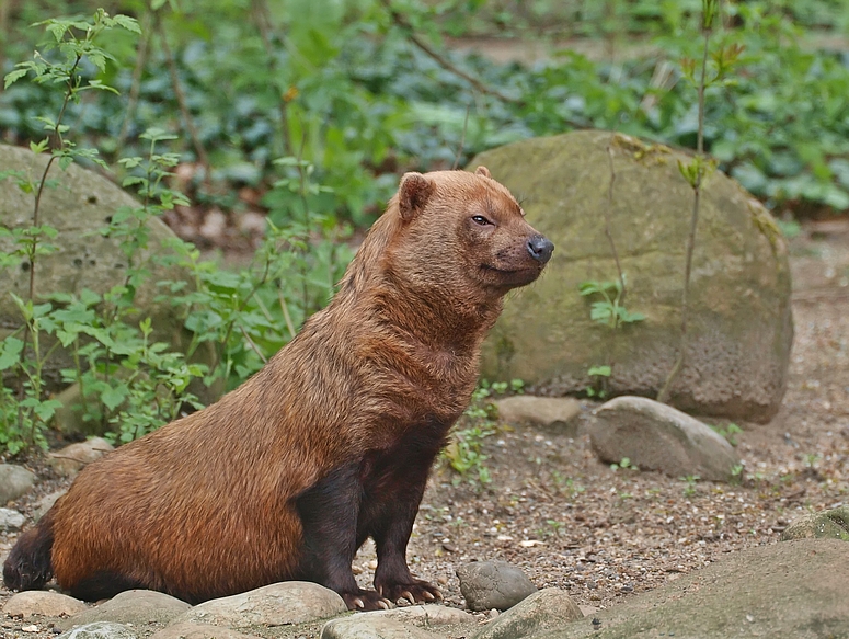 Waldhund