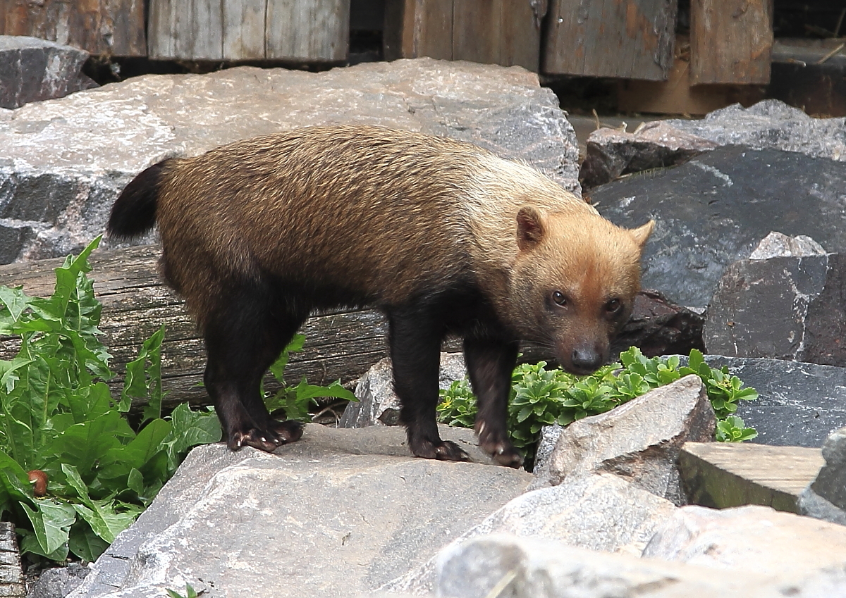 Waldhund (Speothos venaticus) 