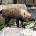 Waldhund (Speothos venaticus) 