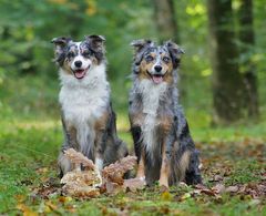 ' Waldhunde '