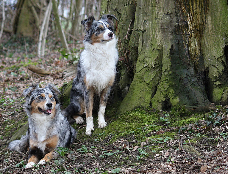 - Waldhunde -