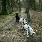 Waldhunde