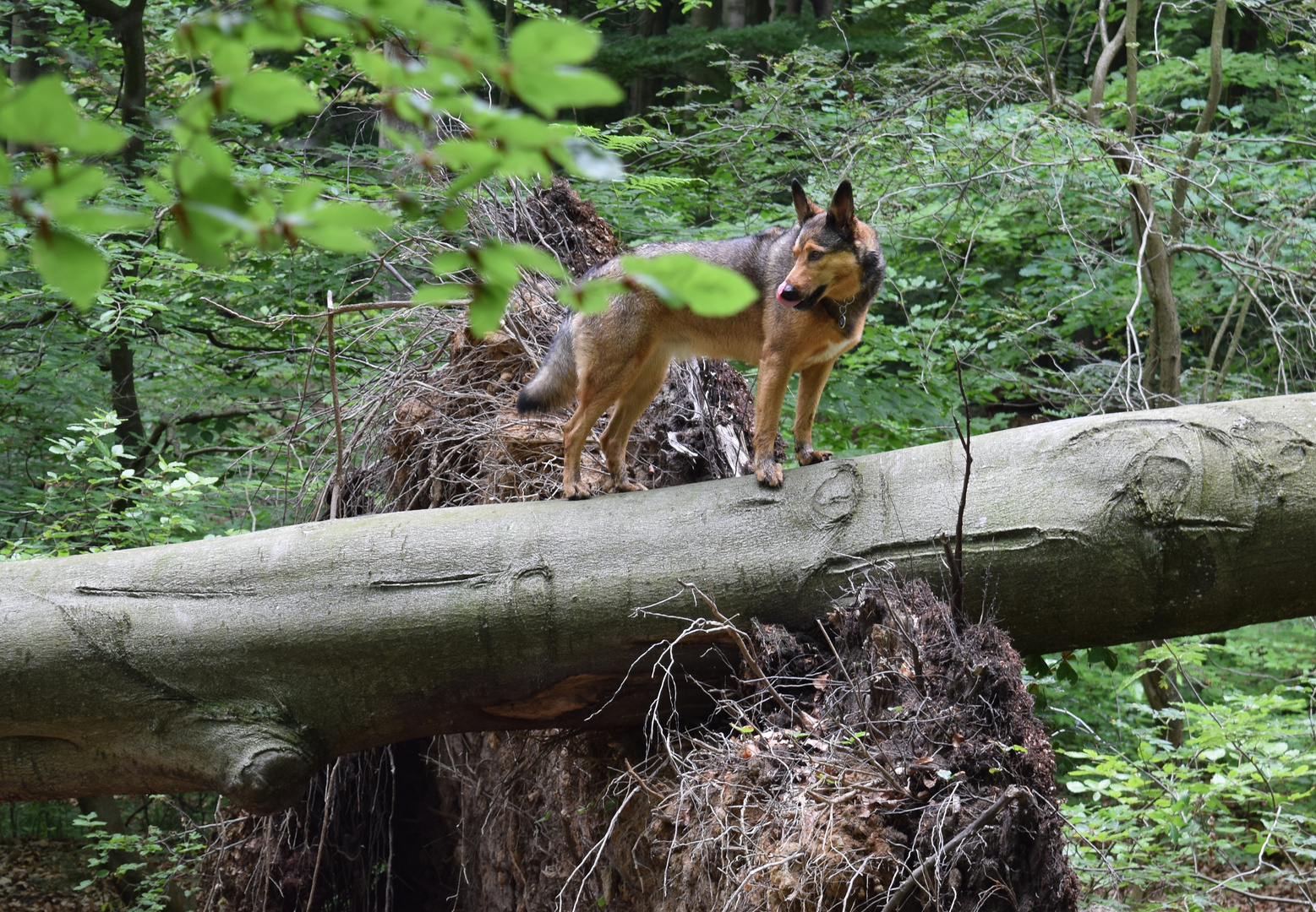 Waldhund..für den Wald geboren