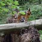 Waldhund..für den Wald geboren