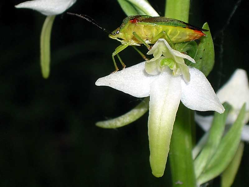 Waldhyazinte mit grüner Blattwanze