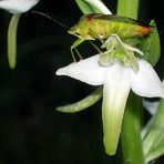 Waldhyazinte mit grüner Blattwanze