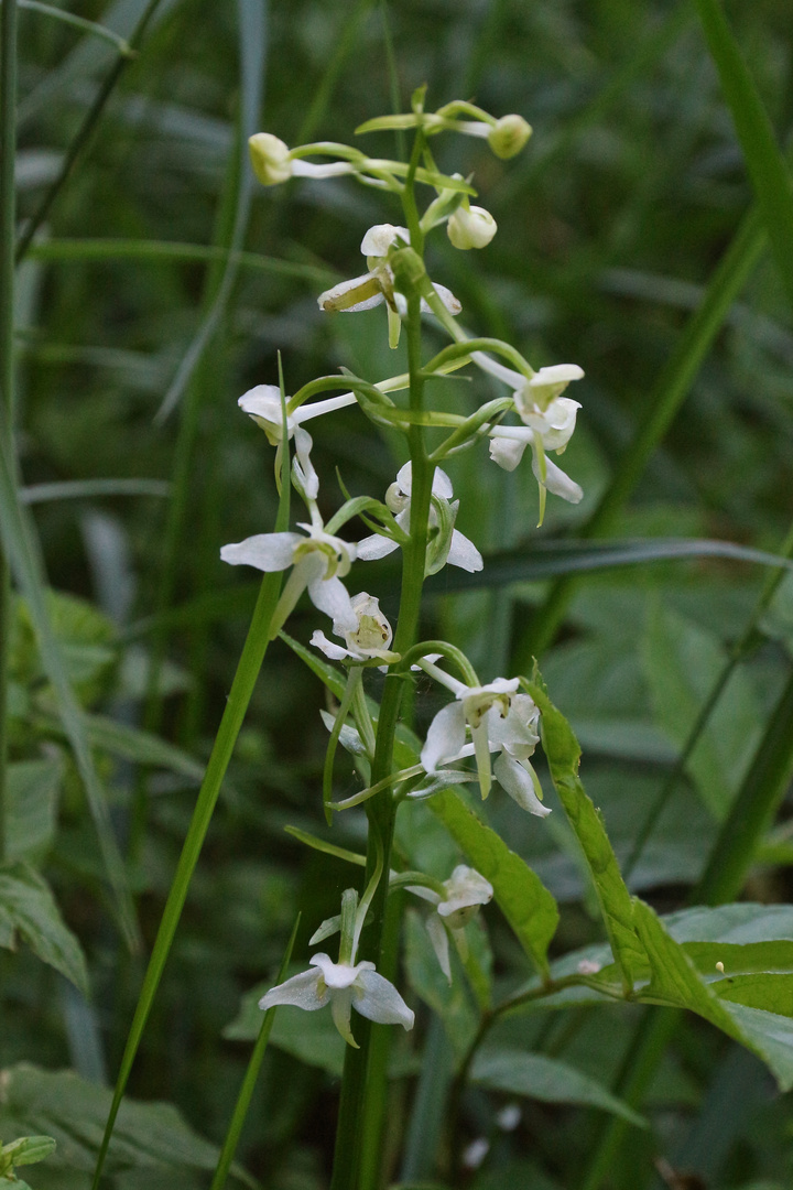 Waldhyazinthe (2017_06_19_EOS 100D_1720_ji)