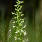 Waldhyazinthe im Böhmerwald