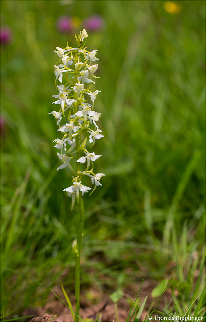 Waldhyazinthe (Platanthera)