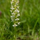 Waldhyazinthe (Platanthera)