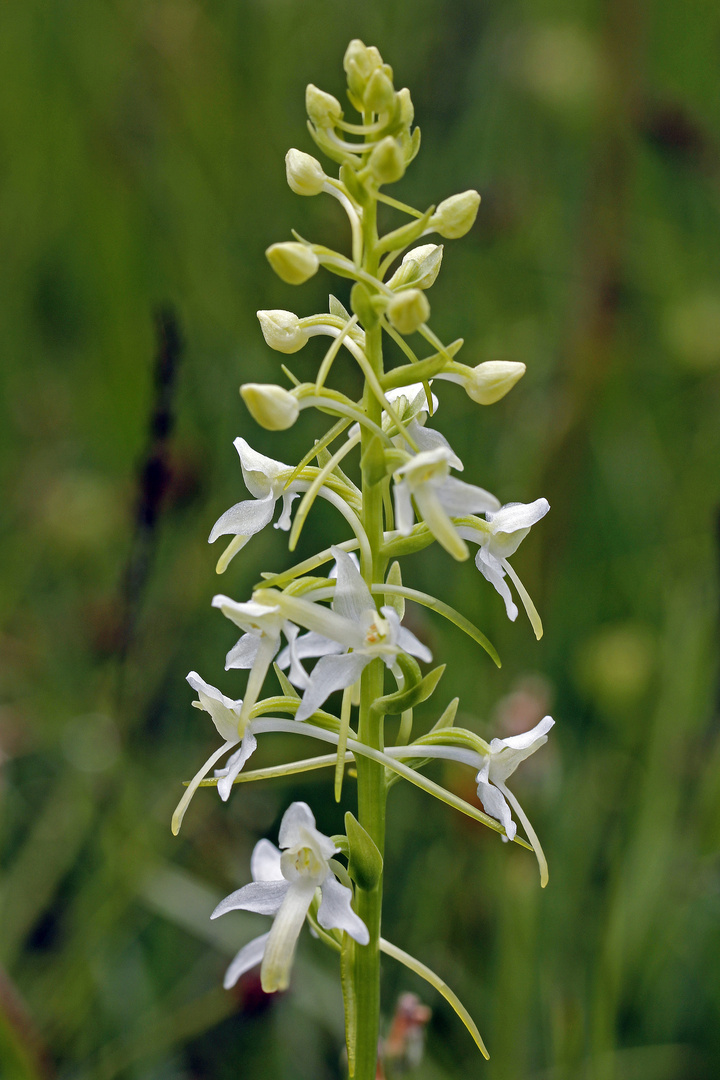 Waldhyazinthe ((Platanthera)