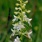 Waldhyazinthe ((Platanthera)