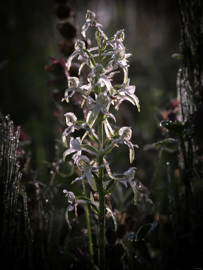 Waldhyazinthe (Platanthera)