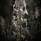 Waldhyazinthe (Platanthera)