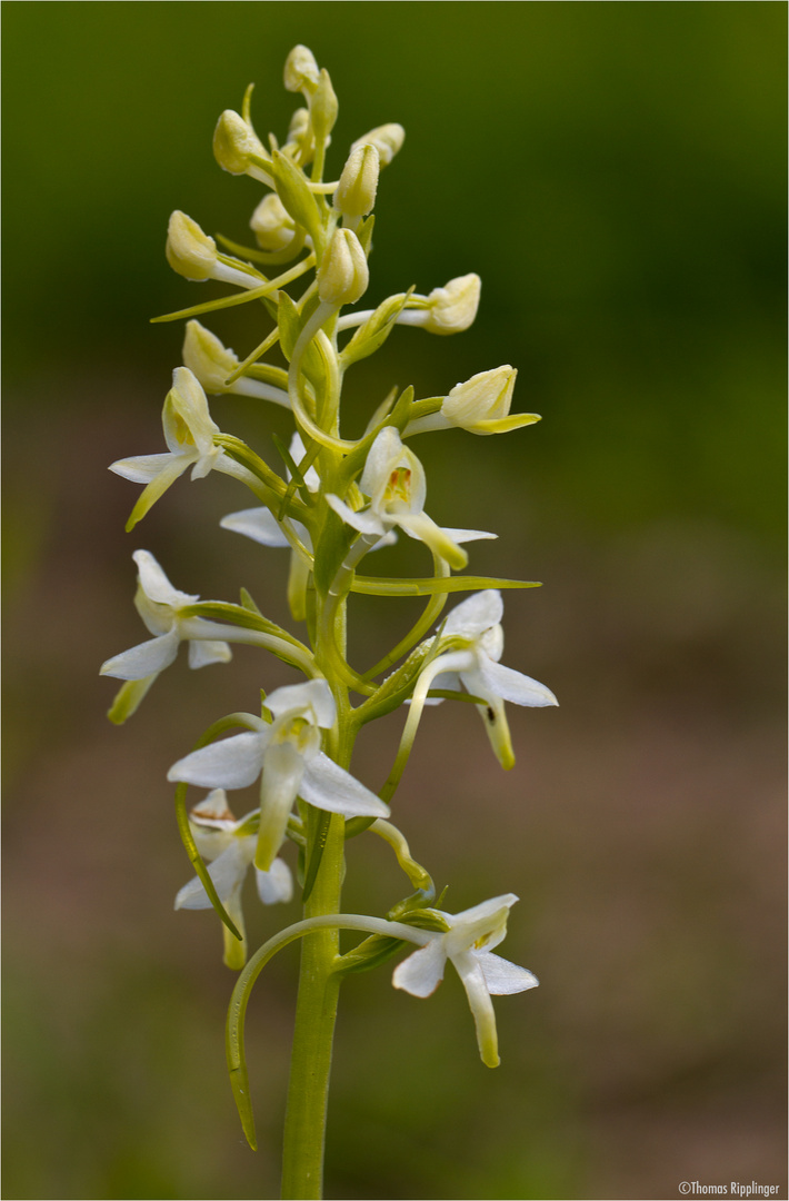 Waldhyazinthe (Platanthera)